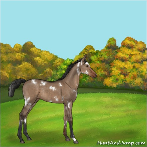 Horse Color:White Spotted Liver Red Dun Rabicano 