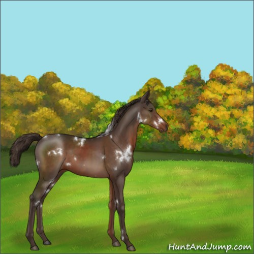 Horse Color:White Spotted Liver Chestnut Sabino 