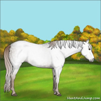 Horse Color:Gray Chocolate Palomino Splash 