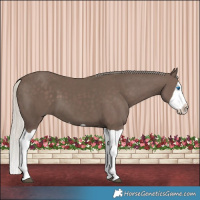Horse Color:Silver Black Splash