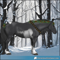 Horse Color:Black Tobiano