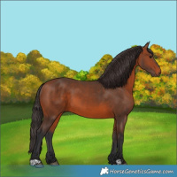 Horse Color:Bay 