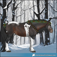 Horse Color:Brown Tobiano Appaloosa 