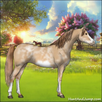Horse Color:White Spotted Red Dun Sabino Frame