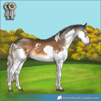 Horse Color:Gray White Spotted Chocolate Palomino Mushroom Splash 