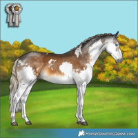 Horse Color:Gray White Spotted Chocolate Palomino Mushroom Splash 