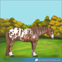 Horse Color:Chestnut Near Leopard 