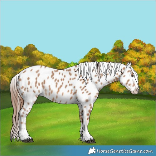Horse Color:Red Dun Appaloosa 