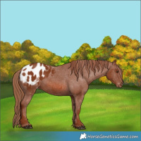 Horse Color:Chestnut Appaloosa 