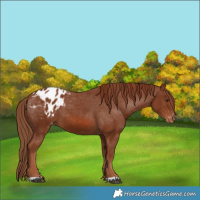Horse Color:Chestnut Appaloosa 