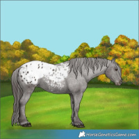 Horse Color:Liver Chestnut Appaloosa 