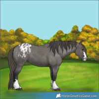 Horse Color:Grullo Appaloosa 