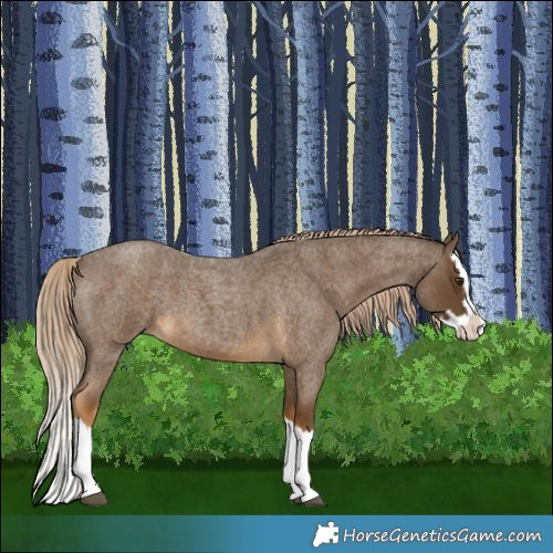 Horse Color:Chocolate Palomino Roan Splash