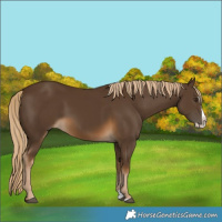 Horse Color:Chocolate Palomino Splash 