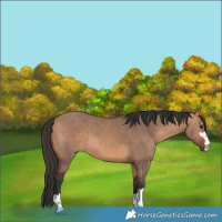 Horse Color:Bay Dun 