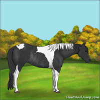 Horse Color:Black Tobiano Rabicano 