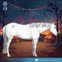 Horse Color:Liver Red Dun Tobiano Appaloosa 