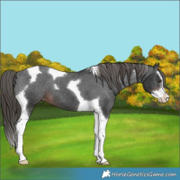 Horse Color:Liver Chestnut Splash Tobiano Varnish 
