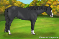 Horse Color:Black Splash Tobiano 