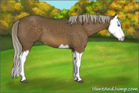 Horse Color:Chocolate Palomino Splash 