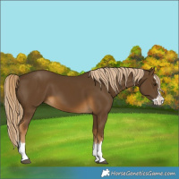 Horse Color:Chocolate Palomino Splash 
