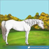 Horse Color:Bay Tobiano Appaloosa Rabicano 