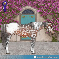 Horse Color:Brown Tobiano Appaloosa Rabicano 