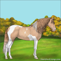 Horse Color:Gold Champagne Tobiano 