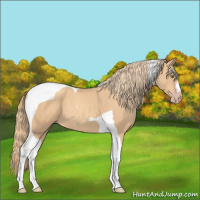 Horse Color:Gold Champagne Tobiano 