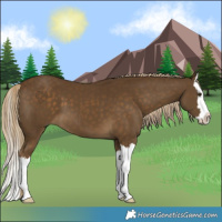 Horse Color:Chocolate Palomino Splash 