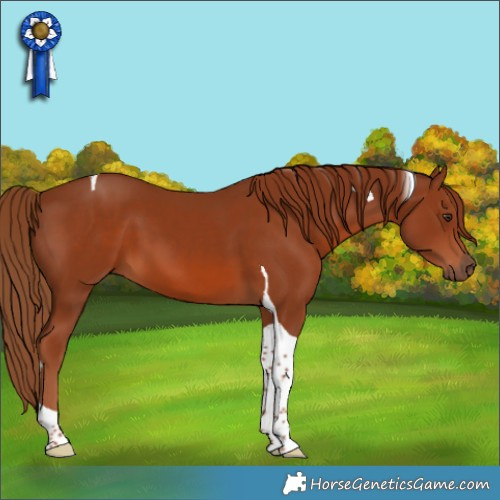 Horse Color:Chestnut Tobiano 