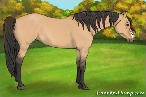 Horse Color:Bay Dun 