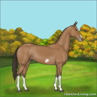 Horse Color:Bay Splash Frame