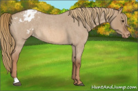 Horse Color:Red Dun Roan Appaloosa 