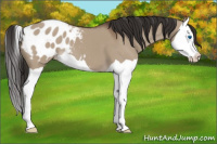 Horse Color:Liver Red Dun Splash Appaloosa 