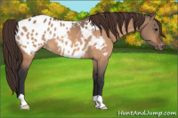 Horse Color:Bay Dun Appaloosa