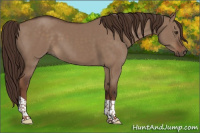 Horse Color:Liver Red Dun Tobiano