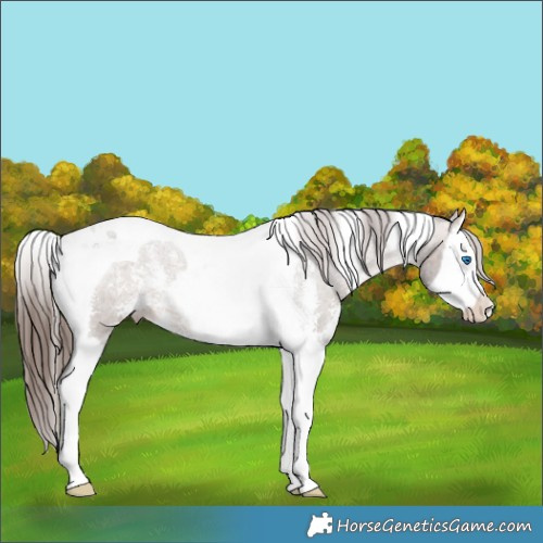 Horse Color:Brown Dun Sabino Splash Tobiano Appaloosa 
