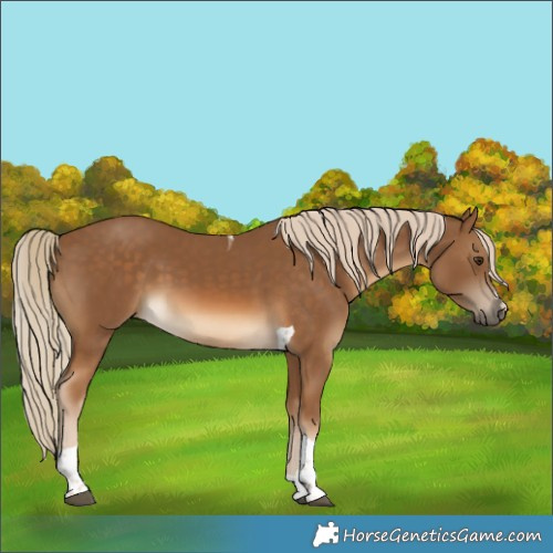 Horse Color:Chocolate Palomino Tobiano 