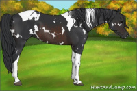 Horse Color:White Spotted Brown Tobiano