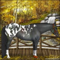 Horse Color:Black Appaloosa
