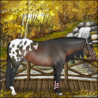 Horse Color:Brown Appaloosa