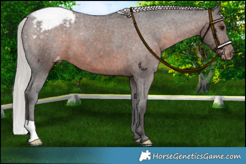 Horse Color:Silver Brown Appaloosa