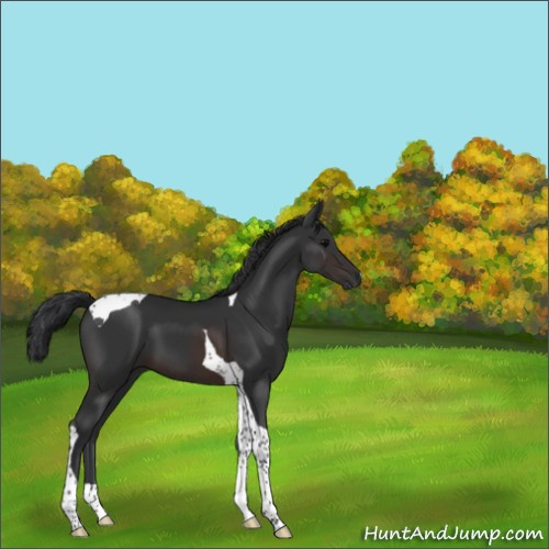 Horse Color:Brown Tobiano 