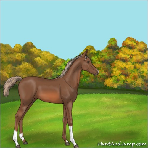 Horse Color:Chestnut 