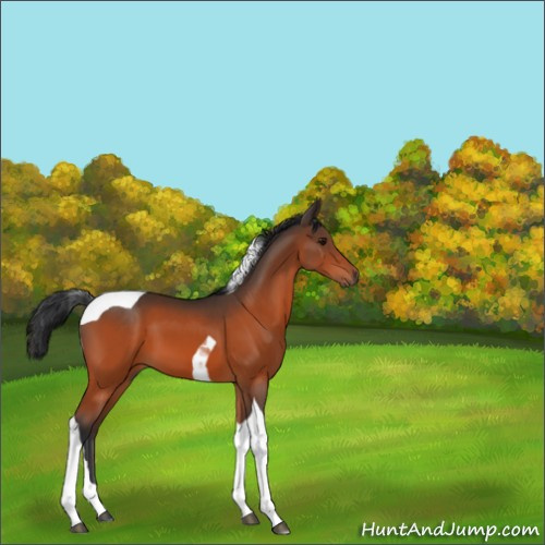 Horse Color:Bay Tobiano 