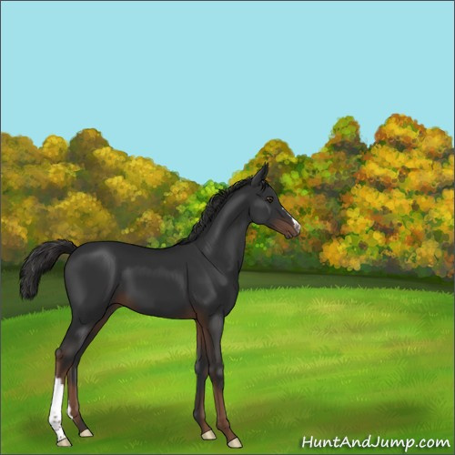 Horse Color:Liver Chestnut 