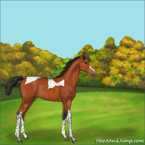 Horse Color:Bay Tobiano Rabicano 