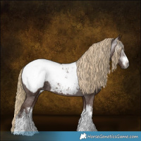 Horse Color:Gray White Spotted Chestnut Appaloosa Rabicano 