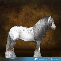 Horse Color:Gray White Spotted Liver Chestnut Appaloosa Rabicano 